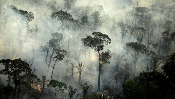 Incendios en la Amazonía en Brasil - Sputnik Mundo