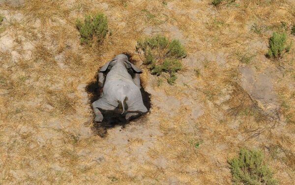 Un elefante muerto en Botsuana - Sputnik Mundo