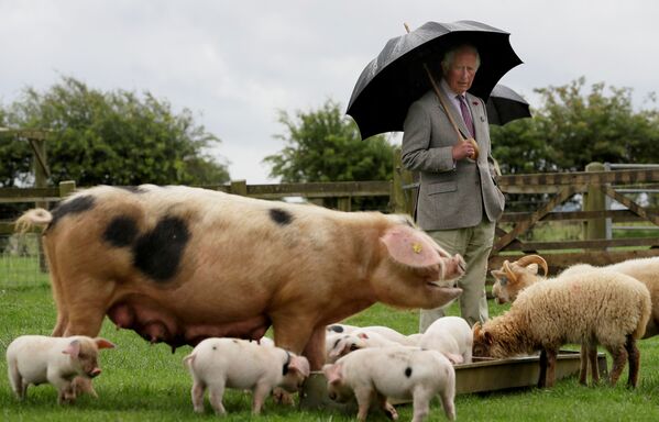Принц Чарльз во время посещения фермерского парка Cotswold, Великобритания  - Sputnik Mundo