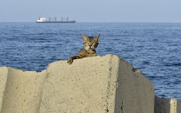 Кот на набережной во время комендантского часа, введенного из-за эпидемии коронавируса в столице Алжира - Sputnik Mundo