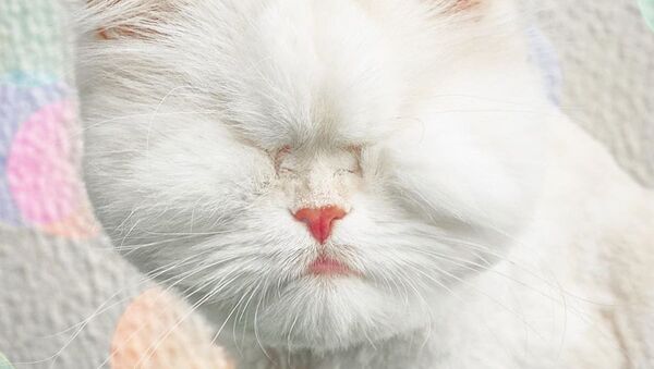 Moet, una gatita ciega, estrella de Instagram - Sputnik Mundo
