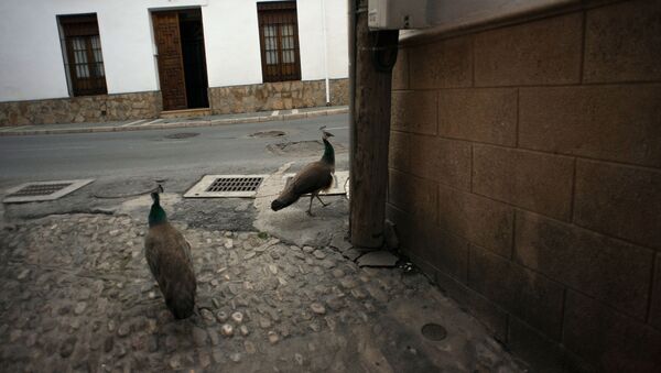 Pavos reales en las calles de Ronda, España, durante la cuarentena - Sputnik Mundo