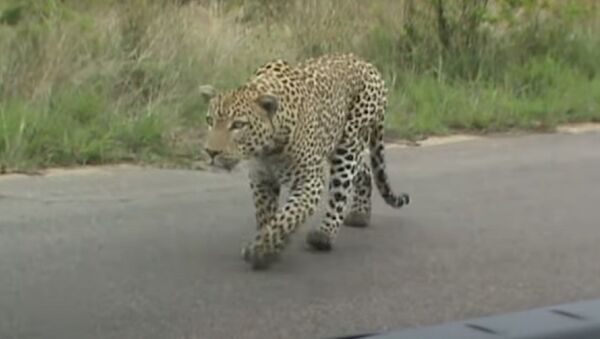 ¿Podrá este leopardo alcanzar al animal más rápido del mundo? - Sputnik Mundo