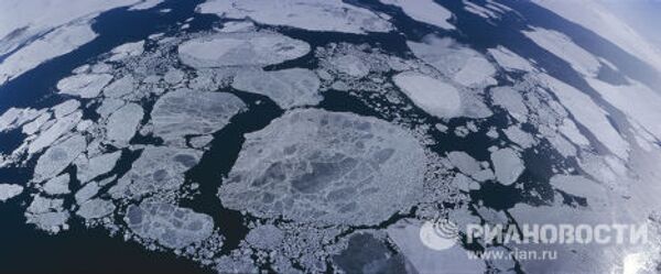 Las maravillas del mundo animal y vegetal en el  Ártico - Sputnik Mundo