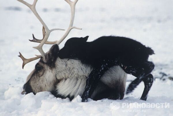 Las maravillas del mundo animal y vegetal en el  Ártico - Sputnik Mundo