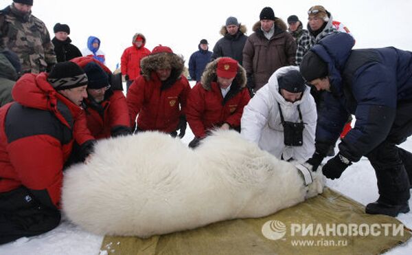 Vladímir Putin en compañía de un oso polar en el Ártico - Sputnik Mundo
