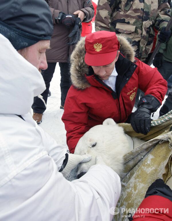 Vladímir Putin en compañía de un oso polar en el Ártico - Sputnik Mundo