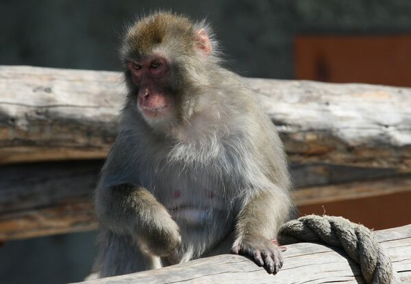 El macaco japonés o macaco de cara roja (Macaca fuscata) - Sputnik Mundo
