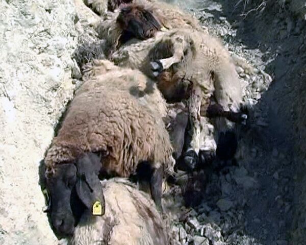 Suicidio masivo de ovejas en Turquía - Sputnik Mundo