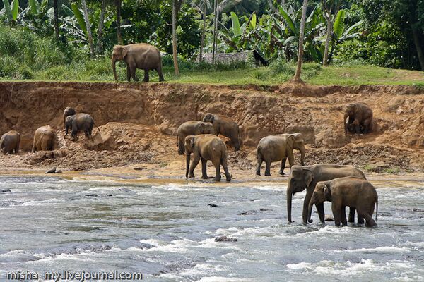 Elefantes salvajes agreden pueblo en la India - Sputnik Mundo