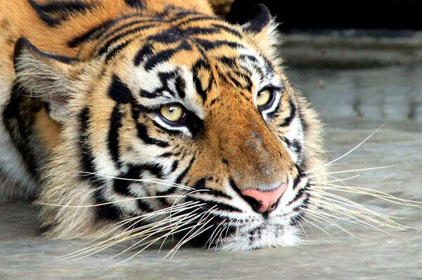 Más de 1.000 tigres fueron sacrificados en 10 años por demanda de sus pieles y partes en Asia - Sputnik Mundo