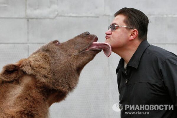 El oso Stiopa, estrella del cine ruso - Sputnik Mundo