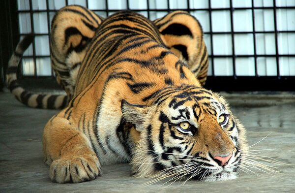 Zoológico indio de luto por muerte de tigresa, una de las más ancianas del planeta - Sputnik Mundo