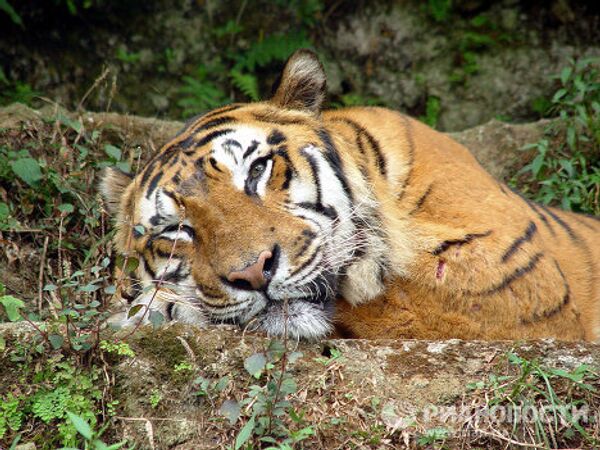 Raras especies de tigres en peligro de extinción - Sputnik Mundo