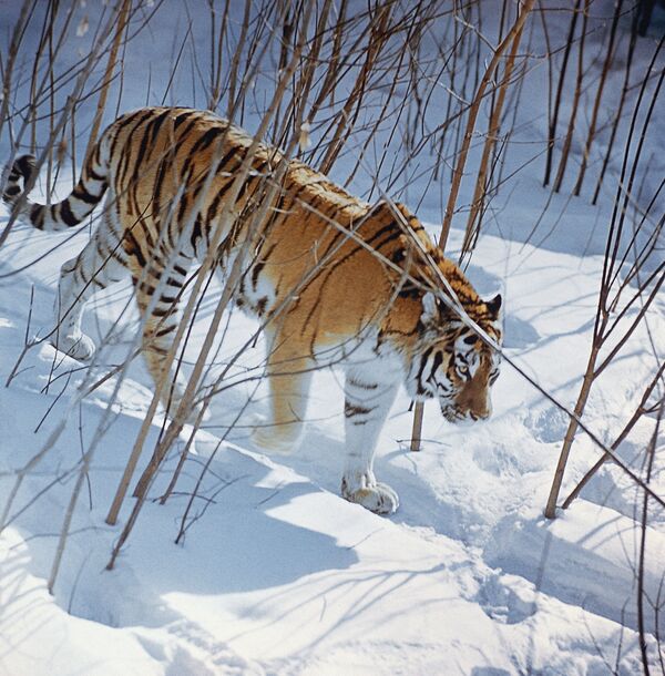 Raras especies de tigres en peligro de extinción - Sputnik Mundo