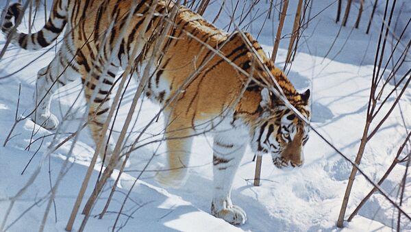 Tigre de Amur - Sputnik Mundo