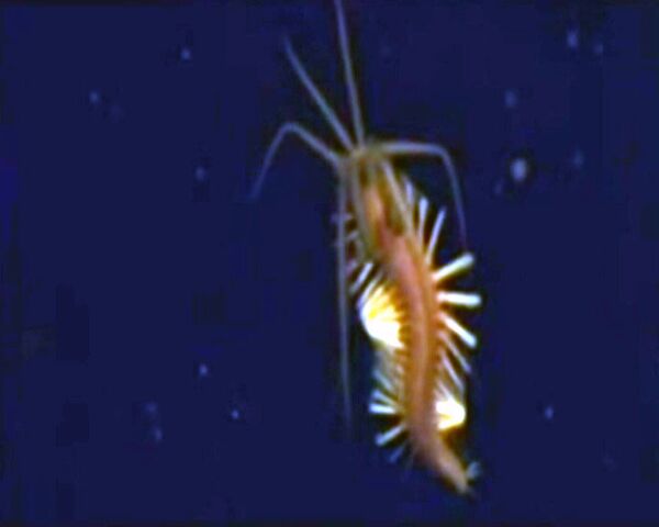 Científicos descubren calamar-gusano desconocido - Sputnik Mundo