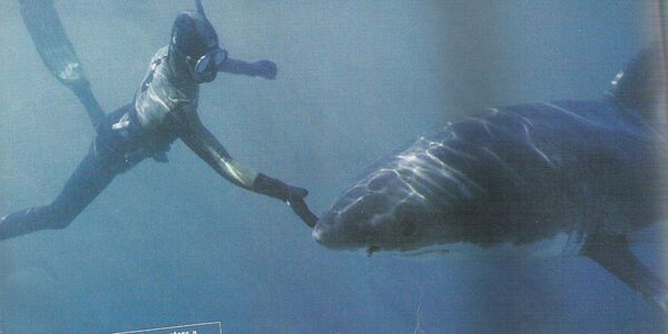 Solamente la tranquilidad puede salvar de un ataque de tiburón - Sputnik Mundo
