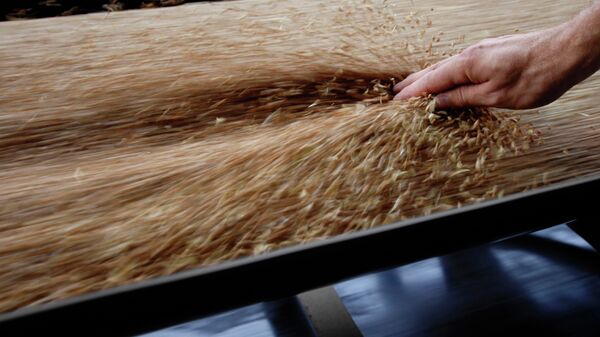 La ONU pronostica producción récord de cereales en 2013 - Sputnik Mundo
