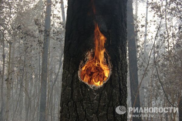 Las mejores imágenes RIA Novosti 2010: Naturaleza - Sputnik Mundo
