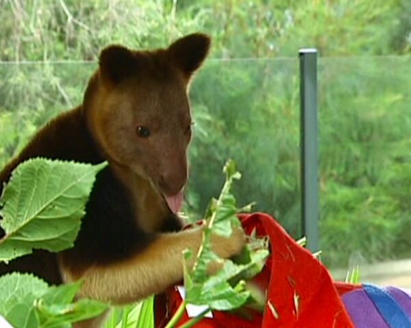 Los habitantes del parque zoológico de Australia desenvuelven regalos de Navidad - Sputnik Mundo
