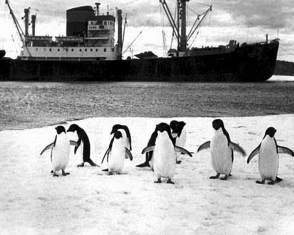 La primera expedición soviética a la Antártida tuvo lugar en enero de 1956 - Sputnik Mundo