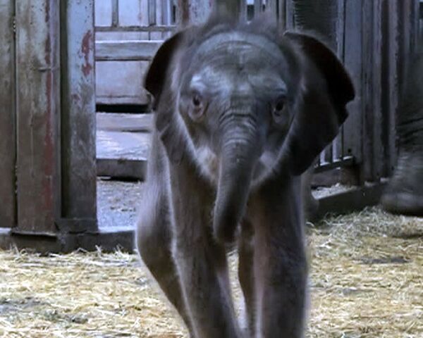 Una elefante “adolescente” se convierte en mamá en el zoológico de Rostov - Sputnik Mundo