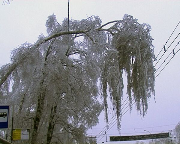 Los árboles que se doblaron y se quebraron después de la lluvia de hielo, morirán - Sputnik Mundo