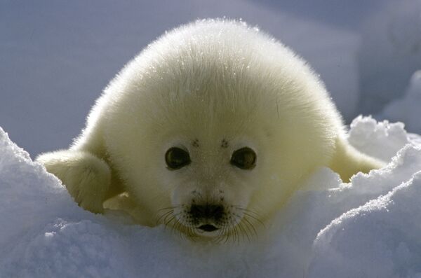 “Orfanato” para crías de foca inaugurado en los alrededores de San Petersburgo - Sputnik Mundo