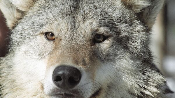 Adolescente espanta una manada de lobos con un tema musical en Noruega - Sputnik Mundo