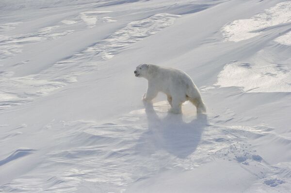 Osos polares pierden descendencia debido al derretimiento del hielo - Sputnik Mundo