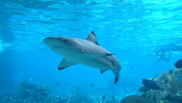 Experto ruso dice que los tiburones no son la amenaza más grande de turistas - Sputnik Mundo