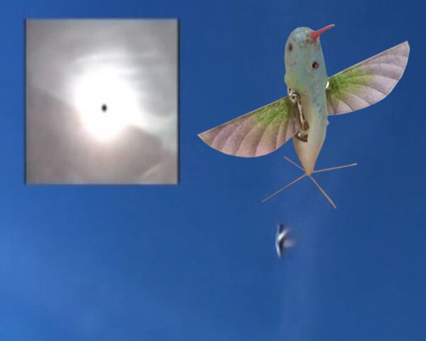El Pentágono contratará a un colibrí espía - Sputnik Mundo