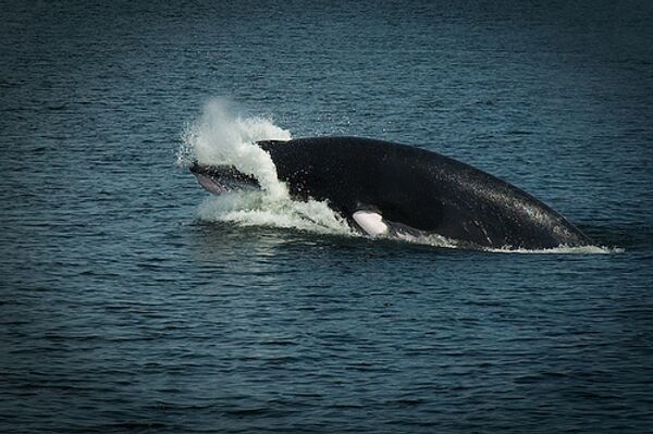 Científicos invitan descifrar el lenguaje de las ballenas a través radio en Internet - Sputnik Mundo