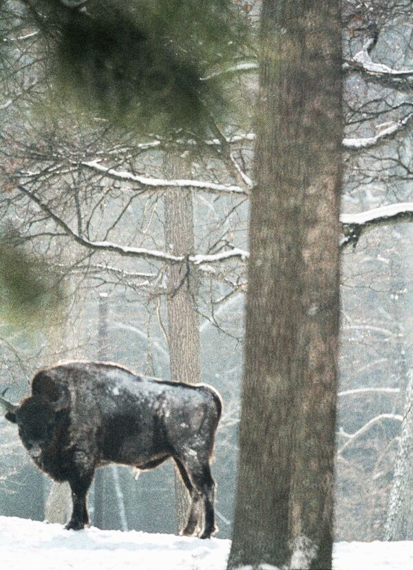 30 bisontes de Canadá serán traídos a Siberia para apoyar su preservación - Sputnik Mundo