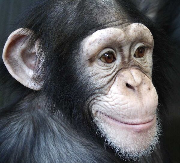  La chimpancé Anfisa - Sputnik Mundo