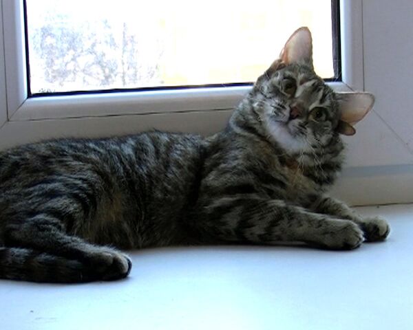 El amo de una gata rusa de cinco orejas busca un novio digno de ella - Sputnik Mundo