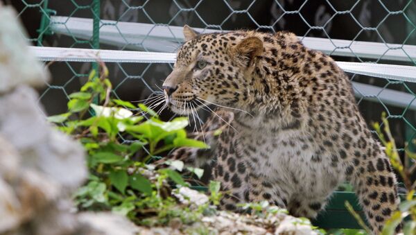 El leopardo de Irán - Sputnik Mundo