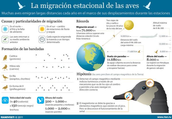 La migración estacional de las aves - Sputnik Mundo
