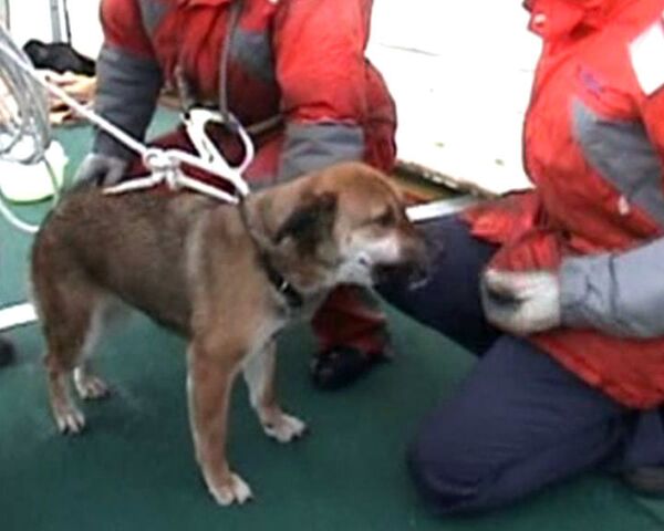 El perro salvado en Japón tres semanas después del sismo se reúne con su amo - Sputnik Mundo