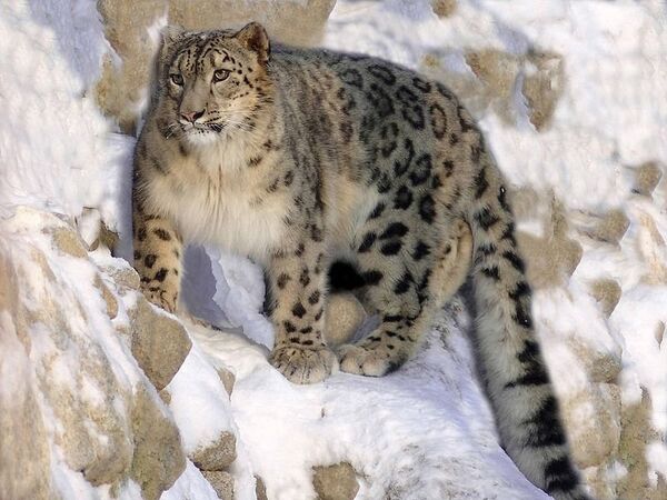 Leopardo  de nieve - Sputnik Mundo