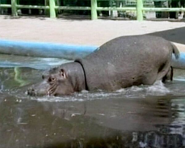 Israel regala un hipopótamo a zoo palestino - Sputnik Mundo