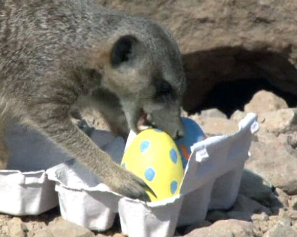 Suricatos  del zoológico londinense reciben regalos de Pascua - Sputnik Mundo