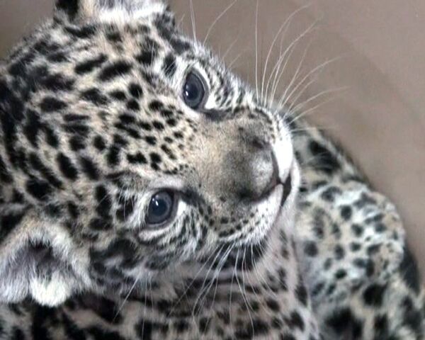 Crías de jaguar nacidas en el zoo de San Petersburgo ya muestran las garras  - Sputnik Mundo