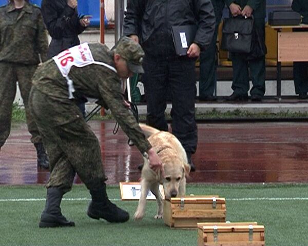 Perros policía se disputan el título del mejor detector de drogas - Sputnik Mundo