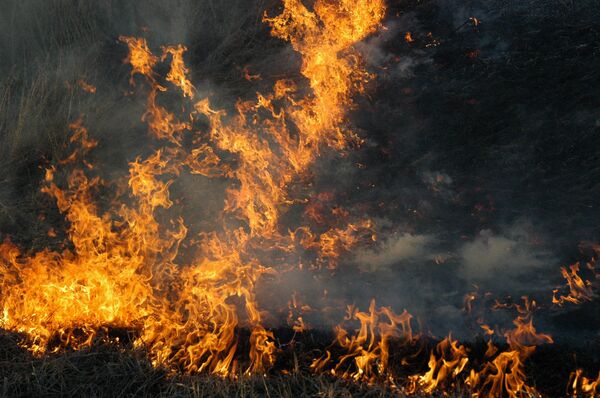 Incendios forestales arrasan en Rusia el triple de superficie respecto a 2010 - Sputnik Mundo
