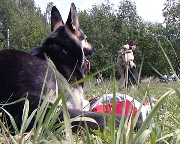 Especialistas revelan sus secretos en adiestramiento de perros - Sputnik Mundo