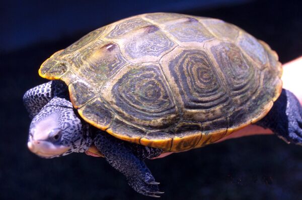 La tortuga espalda de diamante (Malaclemys terrapin) - Sputnik Mundo