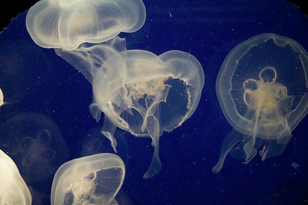 Invasión de medusas provoca cierre de central nuclear en Escocia - Sputnik Mundo