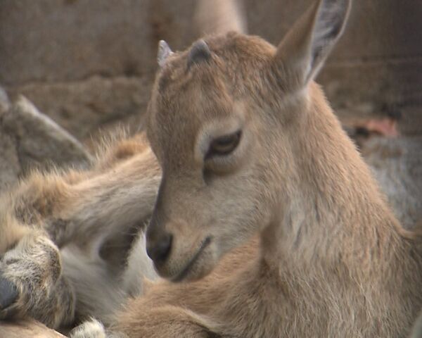 Nuevas crías de cebras africanas y cabras aumentan la prole del zoológico moscovita - Sputnik Mundo